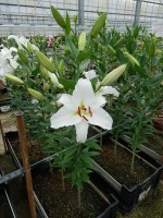 [4320 Sedano VZ No01.JPG]